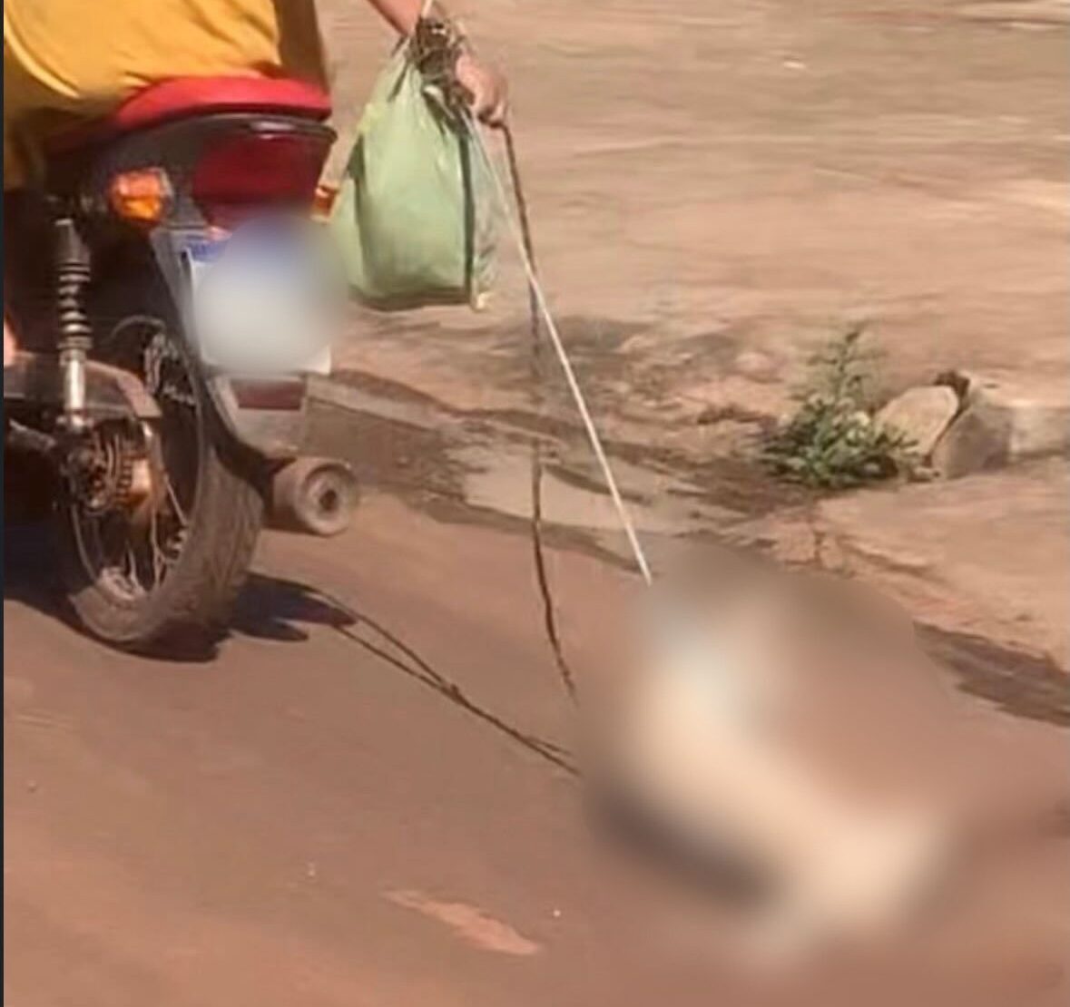 Mulheres são presas suspeitas de maus-tratos após cachorro ser arrastado em Codó