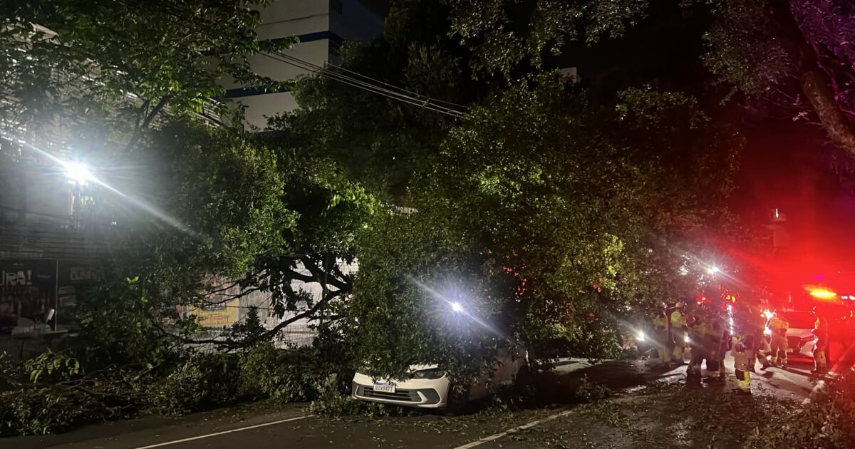 Árvore cai sobre carro na Avenida Getúlio Vargas, em Manaus