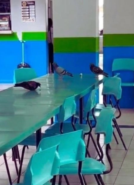 Alunos denunciam infestação de pombos e falta de higiene em escola estadual