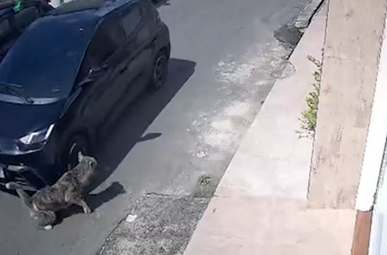 Vídeos de cães atropelados causam revolta nas redes sociais e são alvo de investigação em São Luís