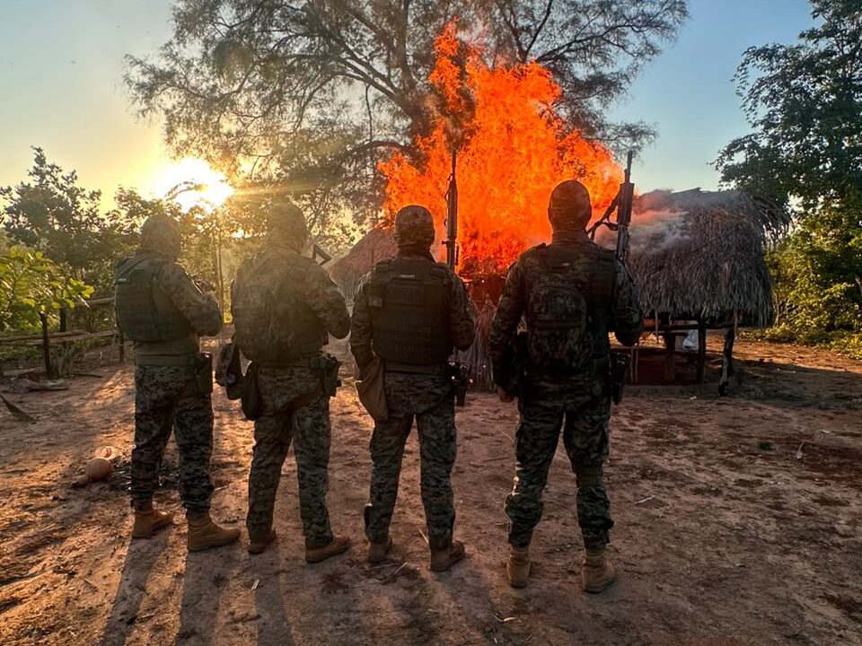 Operação em Grajaú destrói plantação de maconha e termina com suspeito morto em confronto