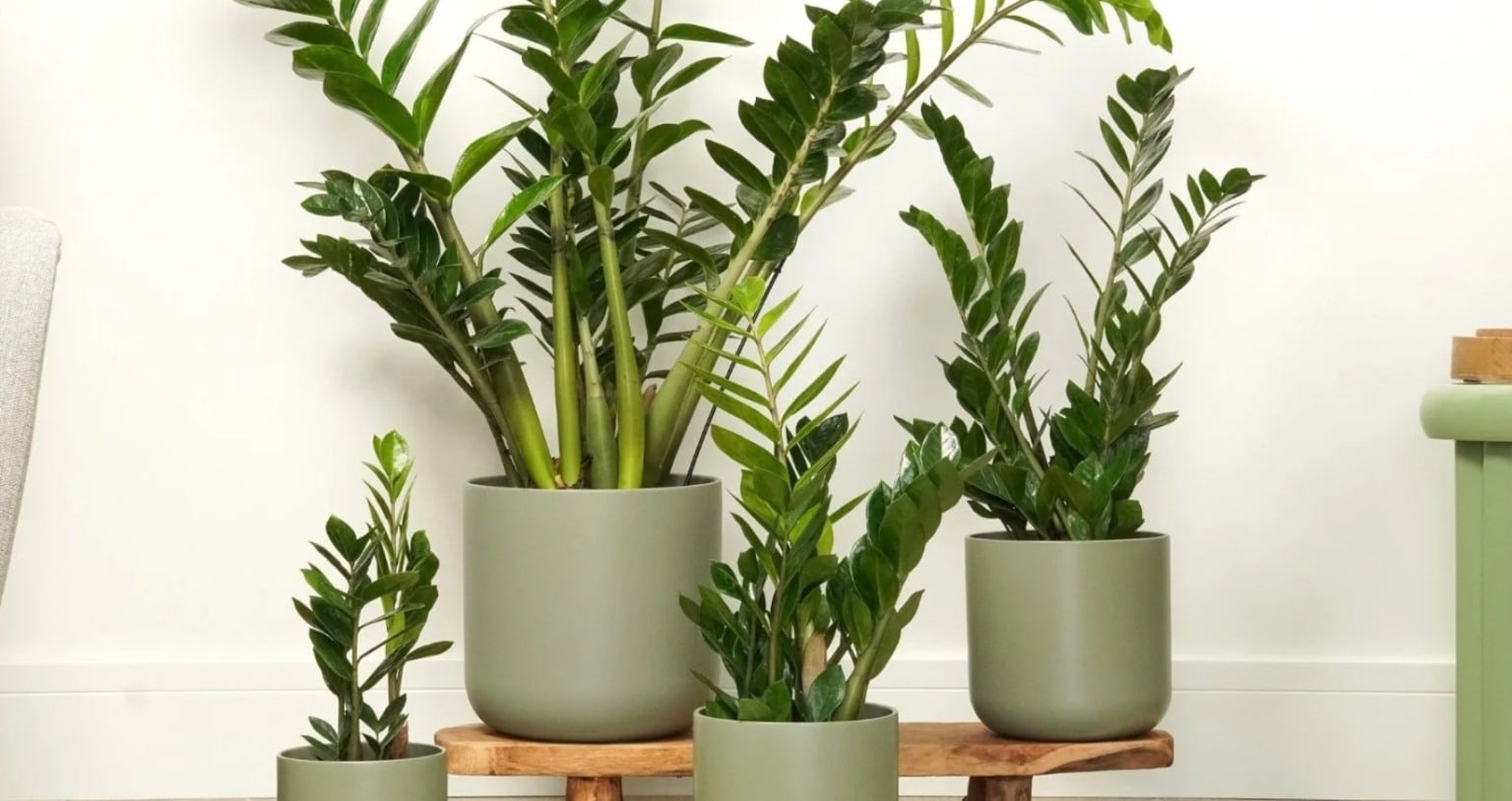 Guia das plantas: quais espécies colocar no quarto, sala, cozinha ou no banheiro 