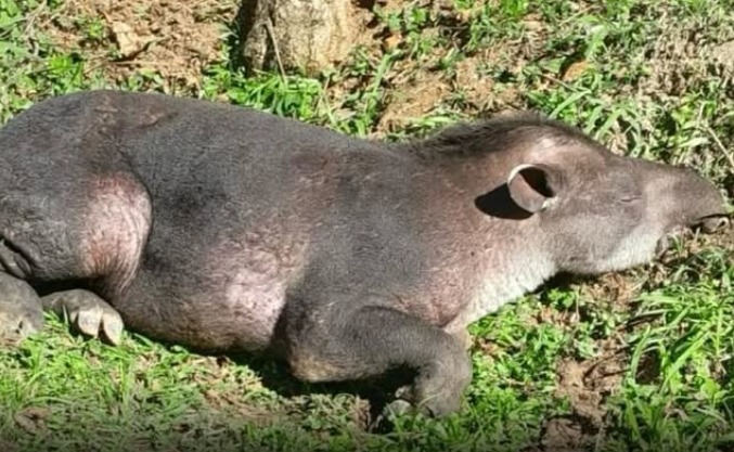 Anta batizada de Neymar morre após ser ferida por caçadores