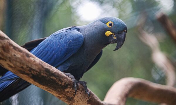 Lista de fauna ameaçada no Brasil tem 180 animais incluídos e 150 retirados