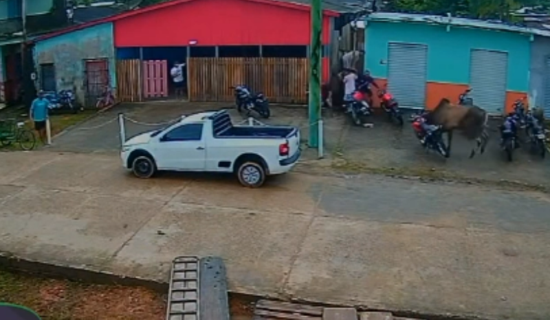 boi solto provoca correria e derruba motocicleta no interior do AM