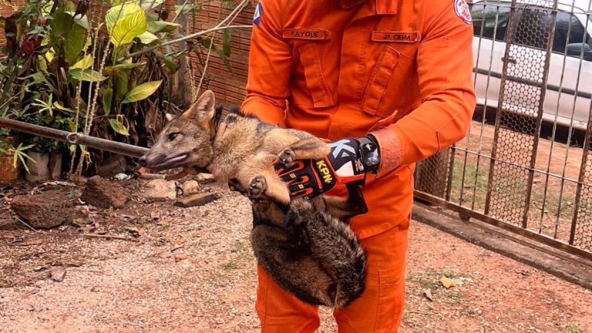 Bombeiros militares resgatam lobete encontrado em perímetro urbano em Cáceres…