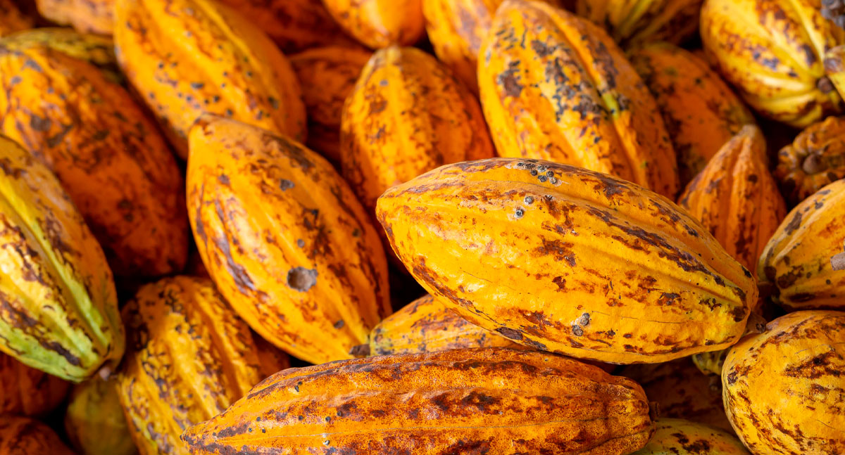 Produtores têm até 22 de junho para participar do Concurso de Qualidade do Cacau de Rondônia