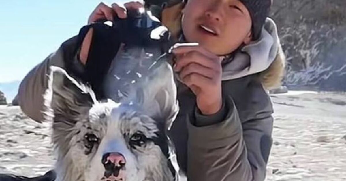 Quem era ‘Chutou’, o cão com milhões de seguidores comido em restaurante