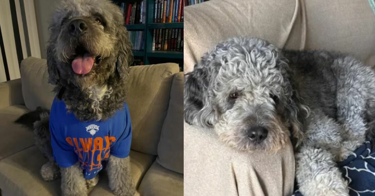 Comemoração por título na NBA termina com cachorro morto por policiais nos EUA