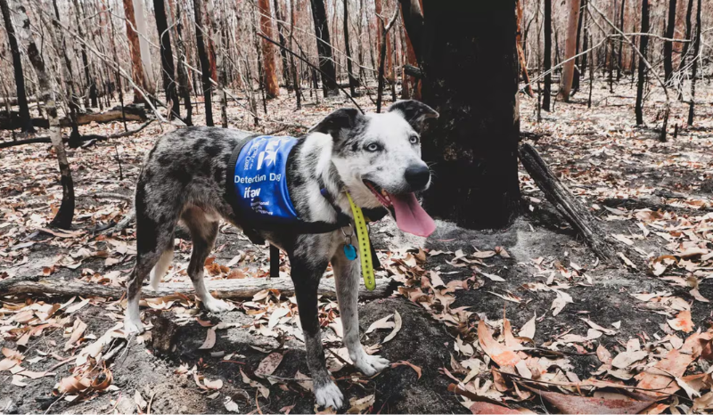 Austrália abre vaga de emprego para cão que possa ser o ‘herói dos coalas’