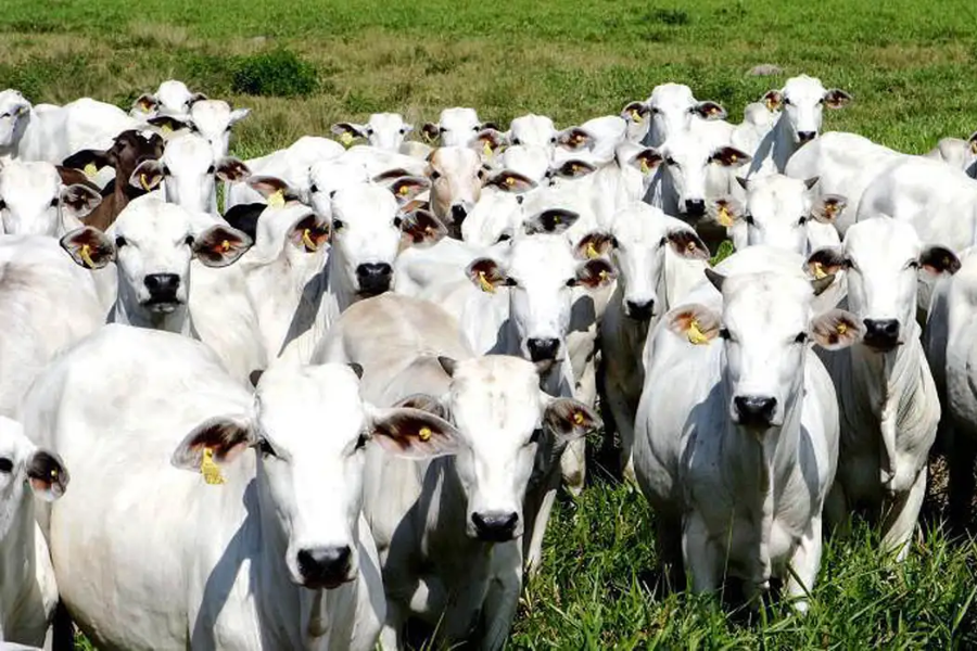 FIEPA alerta para possíveis impactos de restrições da União Europeia sobre carne brasileira