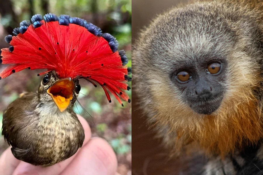 Conhecimento indígena e ciência revelam mais de 14 mil animais em terra indígena entre Pará e Mato Grosso