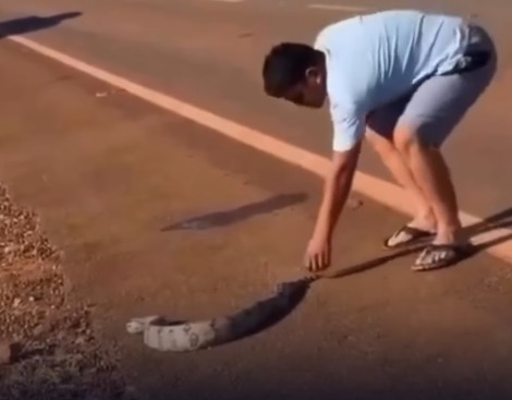 Homem tenta retirar cobra de rodovia com as mãos