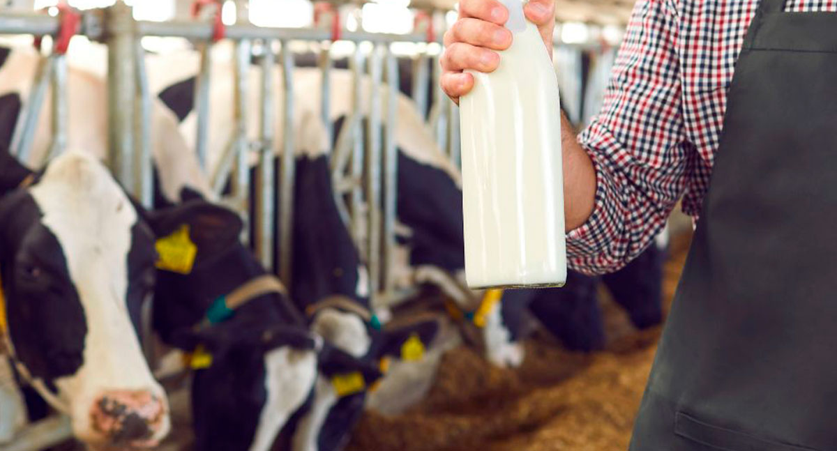 Cabixi celebra força do agro com 5º Concurso Leiteiro e programação de aniversário