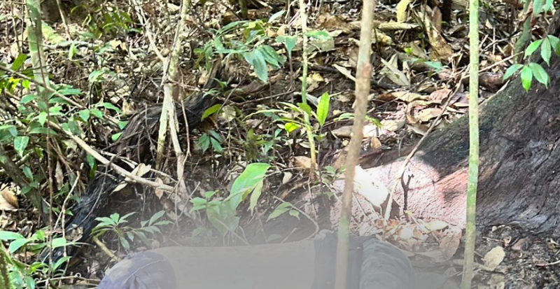 corpo de homem desaparecido é encontrado em área de mata no Tarumã