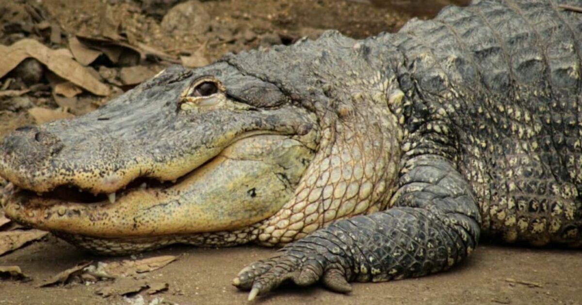 Homem é preso após jogar menino de 3 anos em jaula de crocodilos