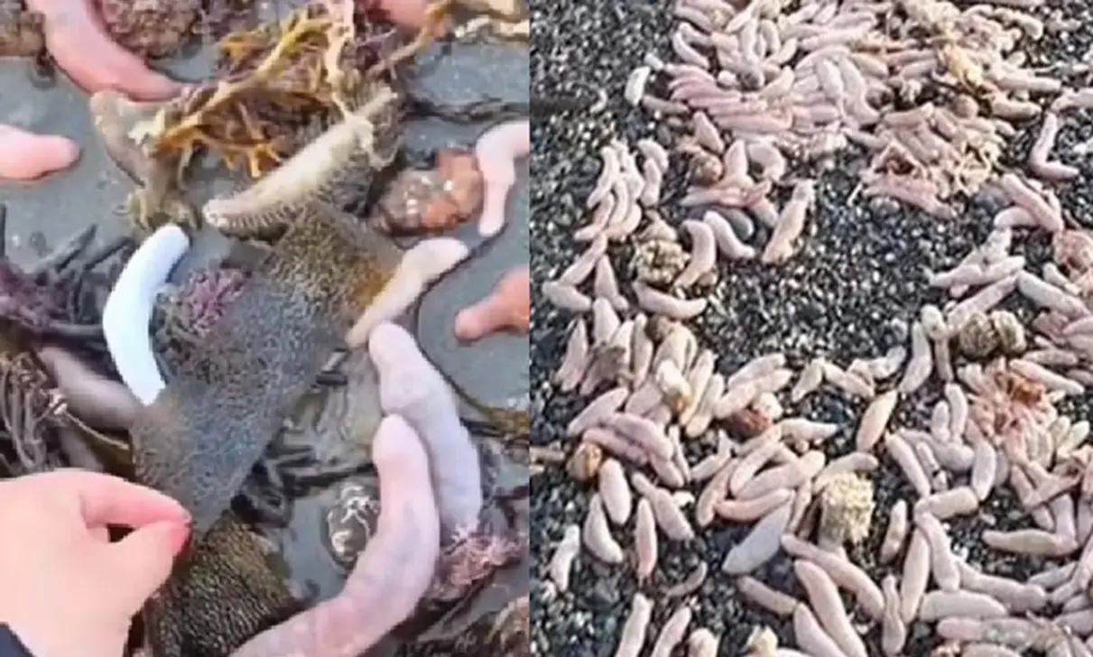Praia é coberta por milhares de peixes-pênis de 25 cm; vídeo