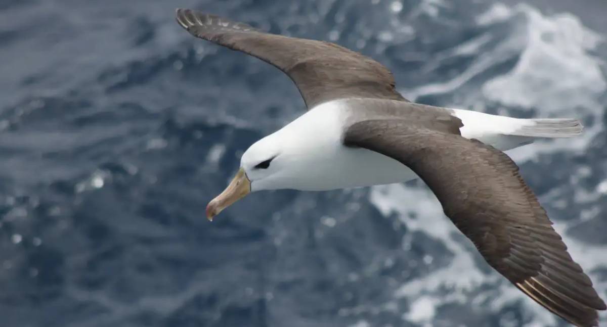Dia Mundial do Albatroz alerta para crise de conservação
