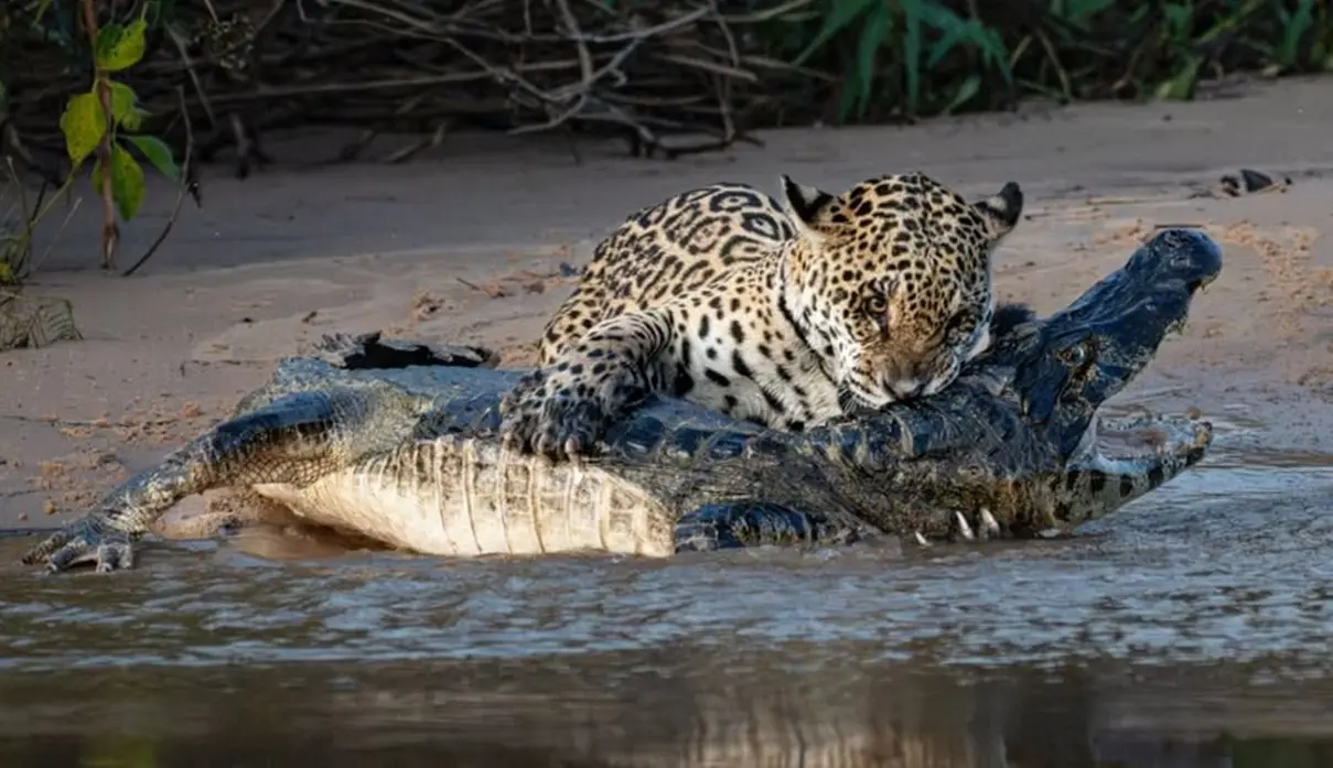 Onça atravessa rio e abate jacaré gigante no Pantanal; vídeo