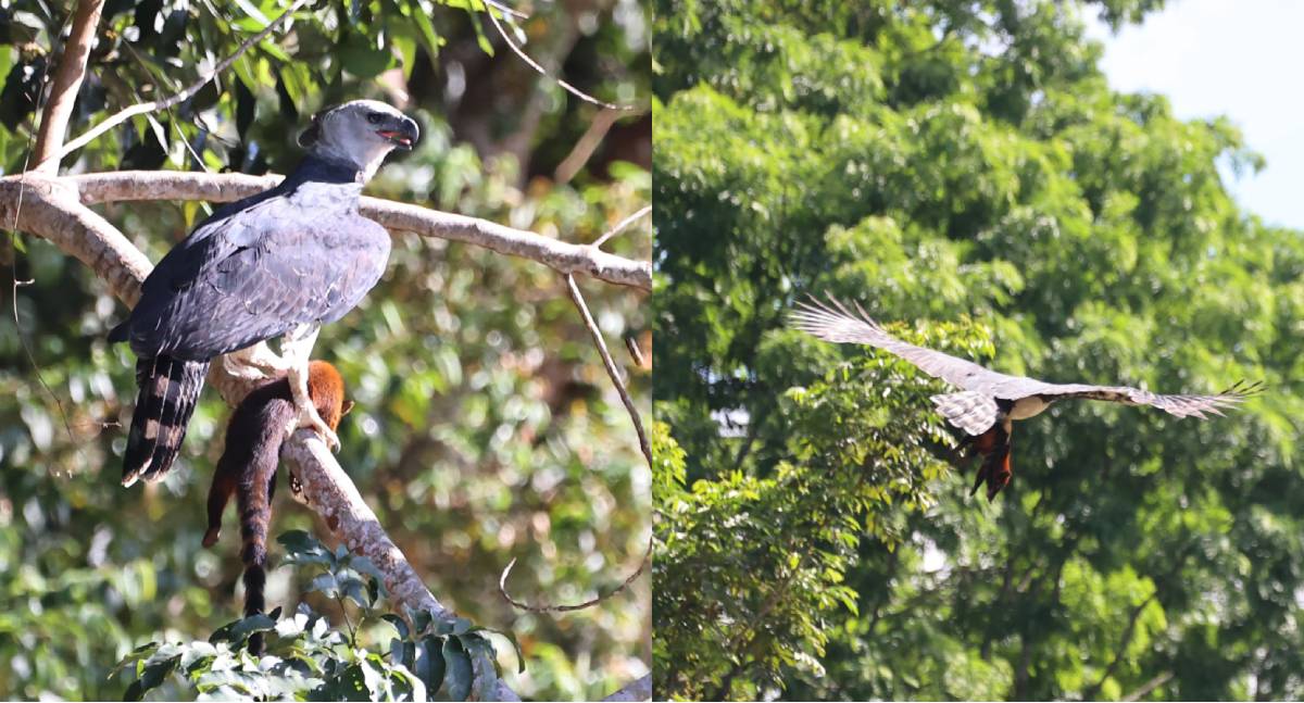 Fotógrafos registram momento raro de uma Harpia capturando e predando Quati na Amazônia