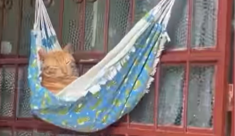 gato cochila em rede na porta de casa em Manaus; VEJA