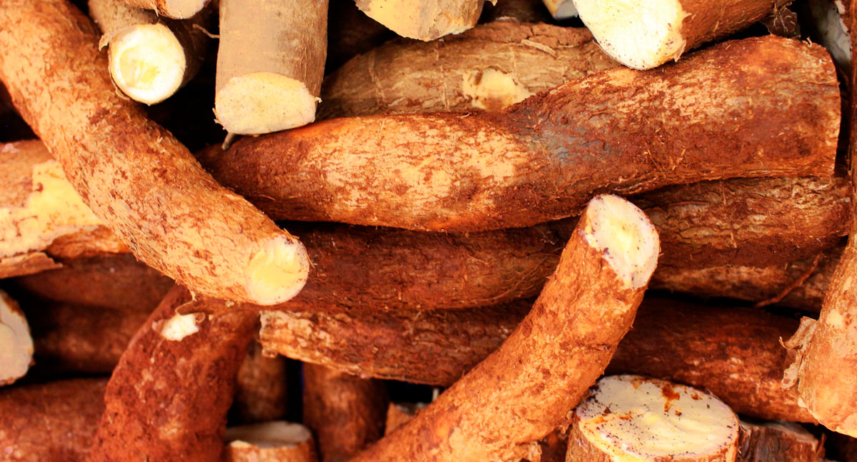 Pronaf garante descontos de até 21% para produtores rondonienses de mandioca e cacau