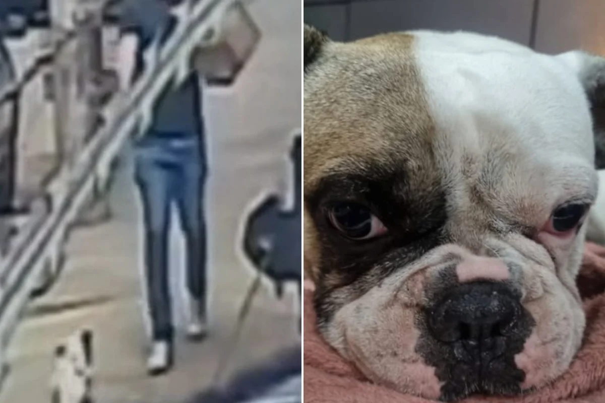Homem saca arma e atira em cachorro buldogue após latido