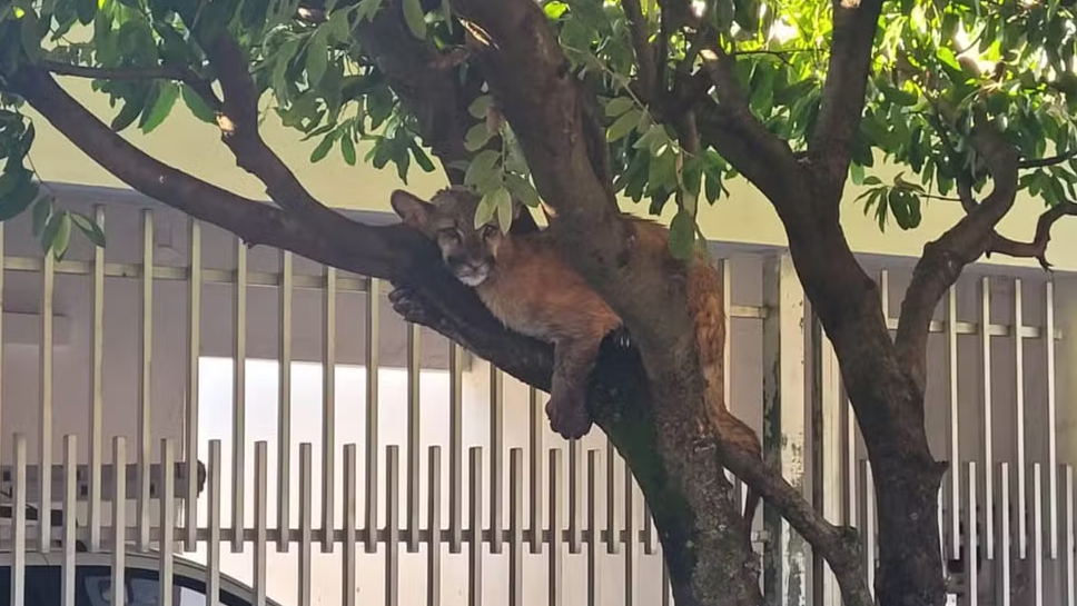 Onça-parda é resgatada após ‘descansar’ em árvore de bairro residencial de SP