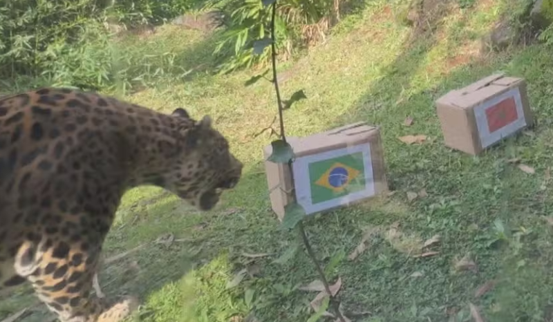 onça do Zoo de Gramado volta a ‘prever’ jogo do Brasil na Copa de 2026