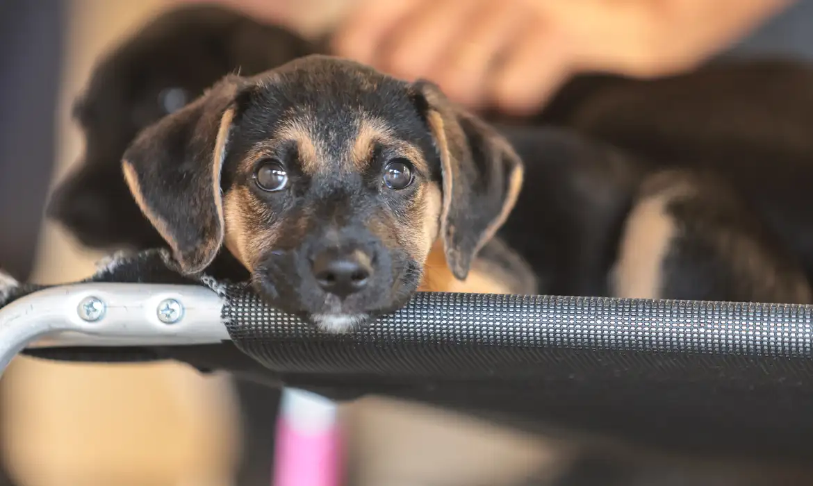 Exercício ilegal da medicina veterinária passa a ser crime no Brasil