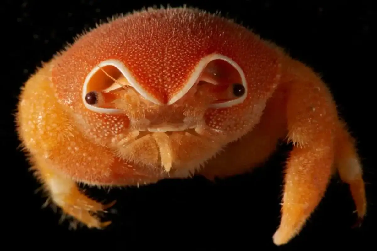 Cientistas descobrem 149 novas espécies nas profundezas do oceano