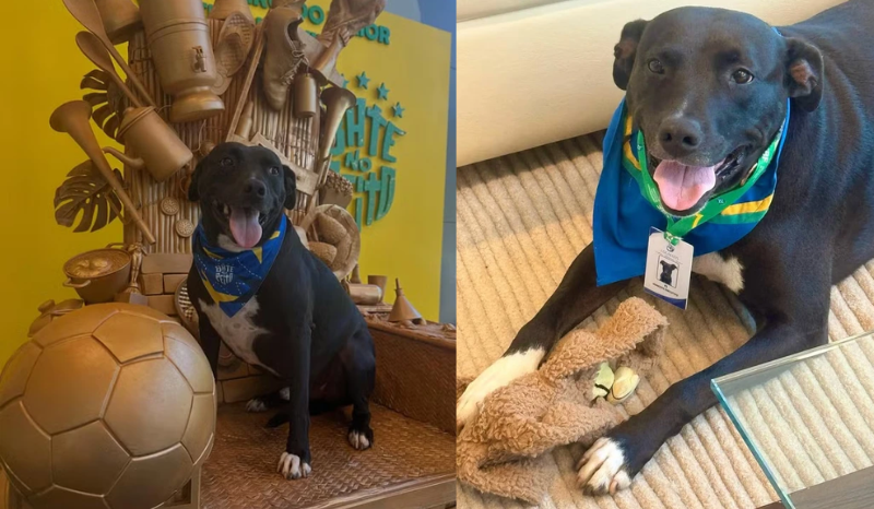 Conheça PJ, o cão adotado pela Seleção Brasileira que virou xodó