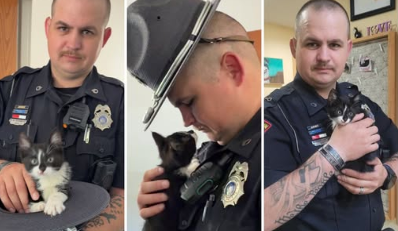 Após salvar filhote de gato jogado de carro em rodovia, policial decide adotá-lo