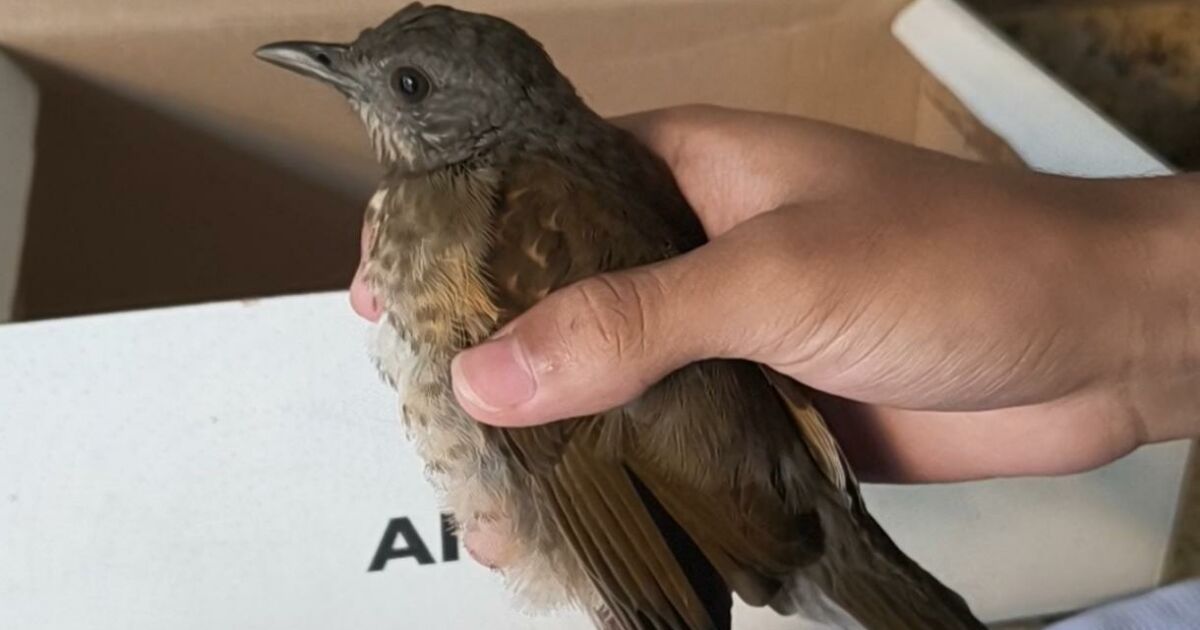 Sabiá machucado e sem conseguir voar é resgatado no bairro Alvorada em Manaus
