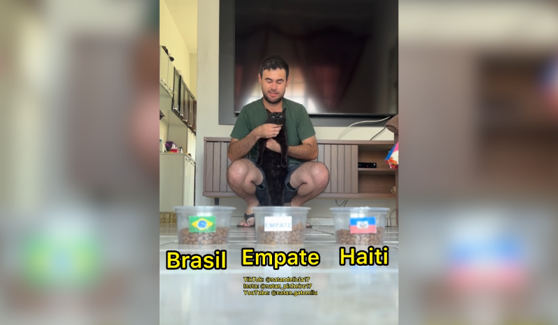 gato ‘vidente’, que acertou estreia do Brasil na Copa, faz nova previsão