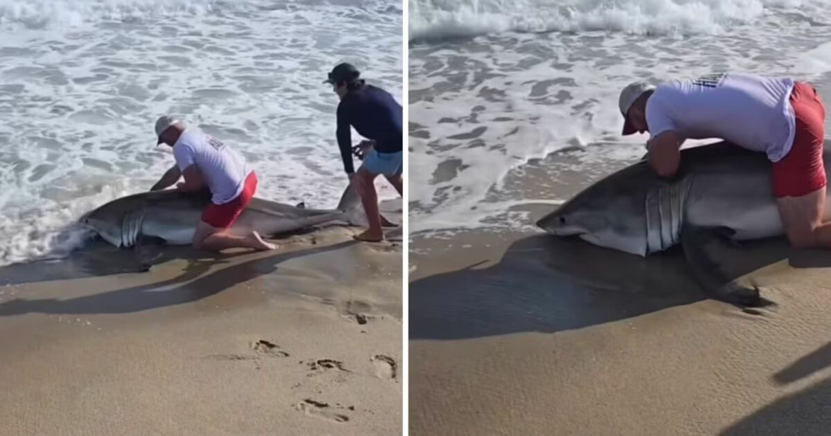Pescador ‘luta’ com tubarão-branco gigante na areia de praia dos EUA; VEJA