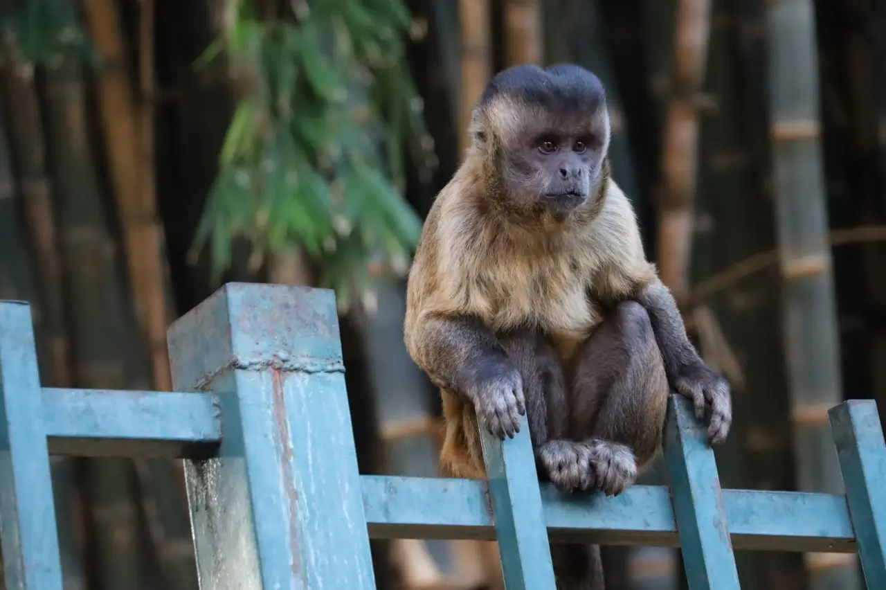 Alimentar animais silvestres resulta em 12 ataques em Goiânia