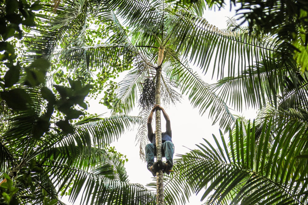 Plataforma conecta profissionais a cooperativas para frear saída de talentos da Amazônia Legal